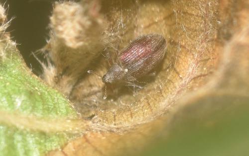 Réf. 343 386 : Orchestes testaceus